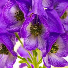 Image result for Cussonia arenicola