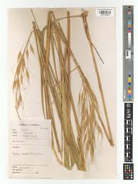 Image result for Tristachya superba