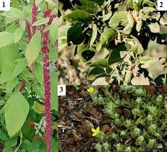 Image result for Lecaniodiscus fraxinifolius