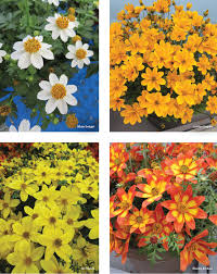 Image result for Bidens sp.no.1