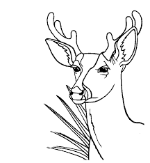 They are larger than deer and inhabit mountainous forest regions. Coloring Page Doe Deer Deer Coloring Pages Clip Art Library Coloring Library