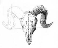 Ram Skull Doodle By Narsilia On Deviantart Animal Skull Drawing Animal Skull Tattoos Bird Skull Tattoo