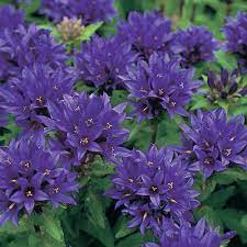 Spring Hill Nurseries Bellflowers Campanula Live Bareroot Plant Purple Flowering Perennial 2 Pack 66953 The Home Depot Perennials Perennial Plants Flower Landscape