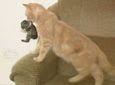 tavsana annelik yapan kedi kedi hayvanlar