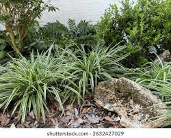 Image result for Chlorophytum macrorrhizum