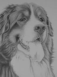Pin On Drawings The bernese mountain dog is one of the four varieties of mountain dogs of switzerland. pinterest