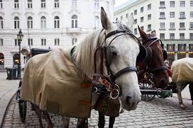 Viel zu spät, bemängeln tierschützer und fordern eine strengere regelung. Fiakerpferd Bricht An Silvester In Wien Zusammen Equestrian Worldwide Pferdesport Weltweit Eqwo Net