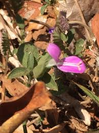 Image result for Dicliptera paniculata