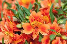 The flowering kalanchoe is perhaps the most famous succulent with orange flowers. 30 Different Types Of Orange Flowers A Z Home Stratosphere