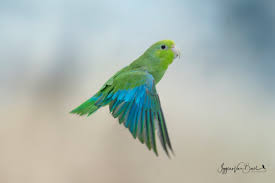 Image result for Cyanotis sp. aff. C. lapidosa