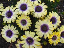 Osteospermum Blue Eyed Beauty Photograph By Rita Blom