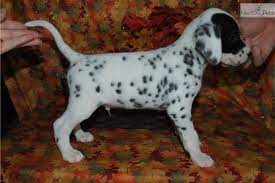Dalmatian Puppy For Sale Near Inland Empire California 53ef86c8 2a51 Dalmatians For Sale Dalmatian Puppies For Sale Puppies For Sale