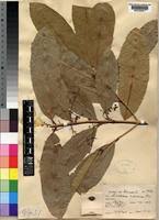 Image result for Chionanthus niloticus