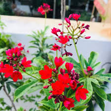 Image result for Jatropha schlechteri