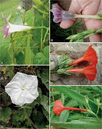 Image result for Ipomoea parasitica