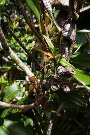 Image result for Angraecopsis parviflora