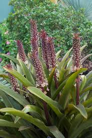 Garden Adventurer: Strange Beauty: Pineapple Lilies - Cary Magazine