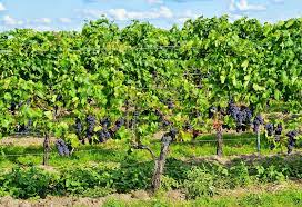 Moldova este un soi de struguri de masă cu o perioadă tîrzie de coacere (sfîrşitul lui septembrie). Ce Activitati De Ingrijire Vita De Vie Sunt Necesare Anual