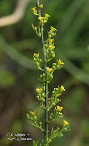 Image result for Osyris