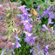 Image result for Nepeta × faassenii