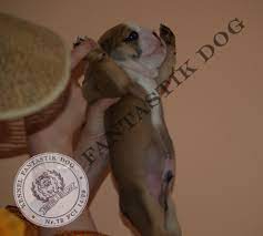 Bulldogs Lv The Swimming Puppy Syndrome