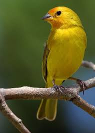 Canario Da Terra O Que Come Canario Da Terra Verdadeiro Saffron Finch Sicalis Flaveola Beautiful Birds Pet Birds Pretty Birds