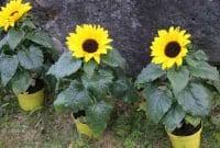 Sketsa bunga matahari merupakan sketsa yang banya digambar oleh seniman. Jenis Bunga Matahari Kecil Faunadanflora Com