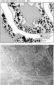 Image result for Julbernardia paniculata