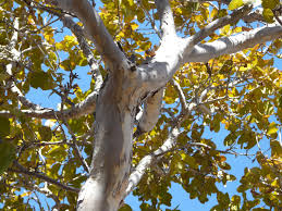 Image result for Ochna pulchra