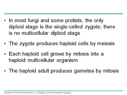 Check spelling or type a new query. Chapter 13 Meiosis And Sexual Life Cycles Overview