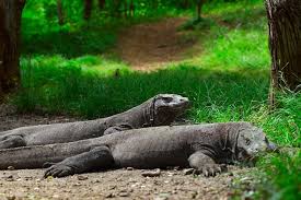 Komodo platform has 167 repositories available. Excursion De 3 Jours Au Parc National De Komodo Et Randonnee Sur L Ile Rinca 2021 Garantie Du Prix Le Plus Bas