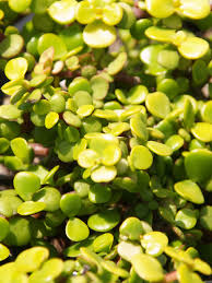 Image result for Acacia afra