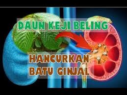 7 Manfaat Daun Keji Beling Untuk Kesehatan