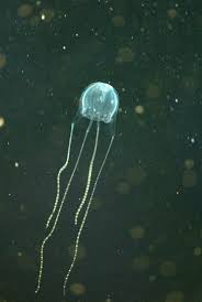 Irukandji Carukia Barnesi The In 2020 Weird Plants Jellyfish Sea Jellies