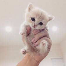 kittens are adorable and as our kitties grow it s impossible to not love them more and more they are kitt kittens cutest baby cute animals cute baby animals