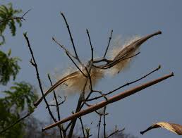 Image result for Strophanthus kombe