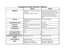 Meiosis V Mitosis Comparison Chart