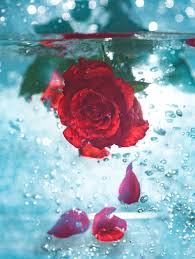 Kirimkan ini lewat email blogthis! Rose Water Pictures Download Free Images On Unsplash