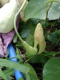 Image result for Aristolochia littoralis