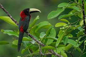 Image result for Pteris auquieri