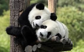 Print kleurplaten prefix schattige dieren. Mooie Achtergronden Dieren Google Zoeken Baby Panda Pandaberen Panda
