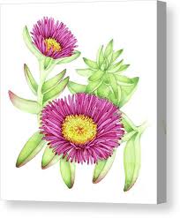 Image result for Carpobrotus