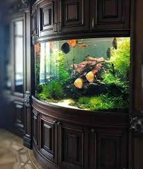 Aquarium Amazonien Aquarium Design Fish Tank Aquarium