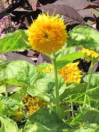 The image below is by photographer. Teddy Bear Annual Sunflower Calloway S Nursery