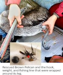 Check spelling or type a new query. Protecting Seabirds From Fishing Line And Hooks Native Animal Rescue