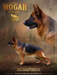 German Shepherds German Shepherd Puppies Training German Shepherd Breeders Dutch Shepherd Dog