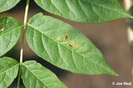 It has been known to appear in cracks of pavement or even trash piles, and it will survive where no other trees will grow. Tree Of Heaven