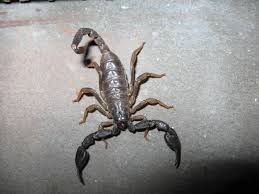 Black Bear Diner Mt Shasta California Scorpion On A Warm Night Mount Shasta Shasta Scorpion