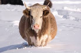 Vache Sous La Neige &agrave; La Recherche D'herbe. Sc&egrave;ne Rurale D'hiver. HDR -  Plage Dynamique &eacute;lev&eacute;e. Banque D'Images Et Photos Libres De Droits. Image  66095890.