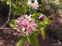 Image result for Dais cotinifolia
